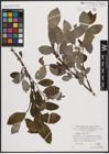 Foto von Salix caprea L.